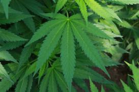 Légalisation du cannabis : la Jamaïque saute le pas 